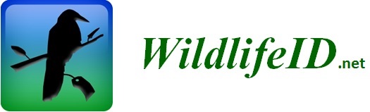 Logo Banner.jpg